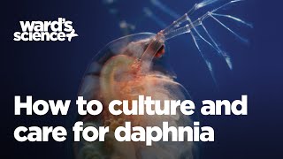 Caring and Culturing for Daphnia [upl. by Arivle441]