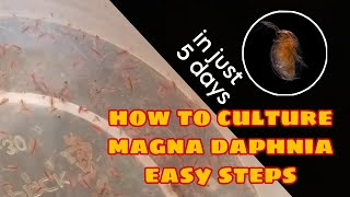 How to Culture Magna Daphnia Easily [upl. by Reiche28]