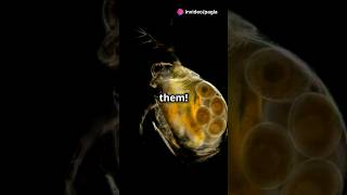 How to culture Daphnia for your Aquarium [upl. by Herzel]