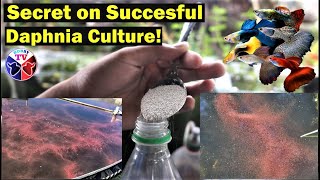 How to Culture Daphnia Successfully [upl. by Eniluqaj880]