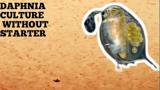 HOW TO CULTURE DAPHNIA NATURALLY WITHOUT A STARTER [upl. by Liuka838]