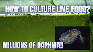 How to Culture Daphnia Secret Method to Breed MILLIONS  Simply Aquatic [upl. by Dolan]