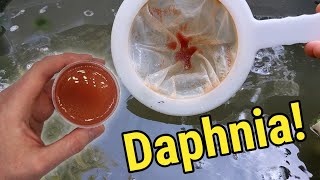 How I Culture Daphnia In Outdoor Tubs [upl. by Thurman833]