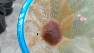 How to culture daphnia moina in a small container Part 1 English Subtitle [upl. by Otsuaf]