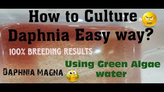 Daphnia MagnaHow to Culture Daphnia Easy wayCulturing Daphnia using Green water Daphnia [upl. by Hteazile]