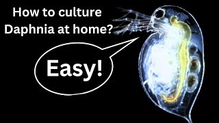 BEST Live Fish Food Beginner guide How to Culture Daphnia at home [upl. by Nyllaf487]