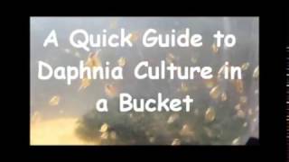 How to culture daphnia outside [upl. by Pamella]