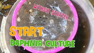 How to culture daphnia moina the easy way 1  Starting the Daphnia culture [upl. by Alexandrina]