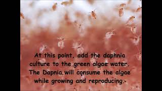 Daphnia  How to grow daphnia in your home [upl. by Stoneham]