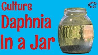 How to Culture Daphnia in a Jar [upl. by Ynogoham151]