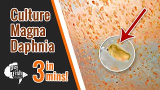 How to culture DAPHNIA MAGNA  The easy way [upl. by Martella]