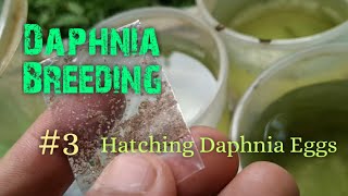 Daphnia Culture made simple and easy 3  Hatching Daphnia eggs [upl. by Vidal]