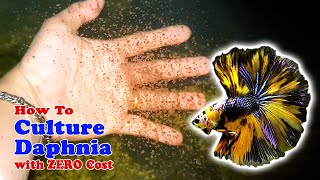 How to Culture Daphnia with ZERO Cost  Unlimited Live Food For Our Fish [upl. by Nyleda82]