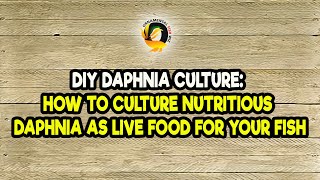 DIY Daphnia Culture How to Culture Nutritious Daphnia as Live Food for Your Fish [upl. by Niak58]