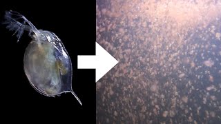 How I Culture Daphnia [upl. by Oam]