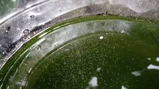 DAPHNIA MOINA CULTURE IN A SMALL BUCKET [upl. by Repmek]