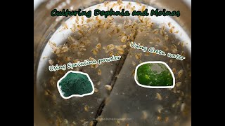 How To Culture Daphnia and Moinas using Green Water Spirulina powder [upl. by Perretta]