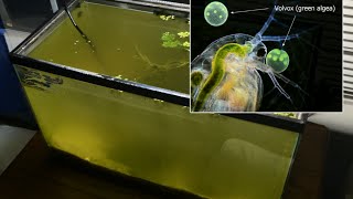 Raising Daphnia for the Freshwater Aquarium [upl. by Acceb]