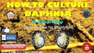 HOW TO CULTURE DAPHNIA In Easy Way [upl. by Terrab]